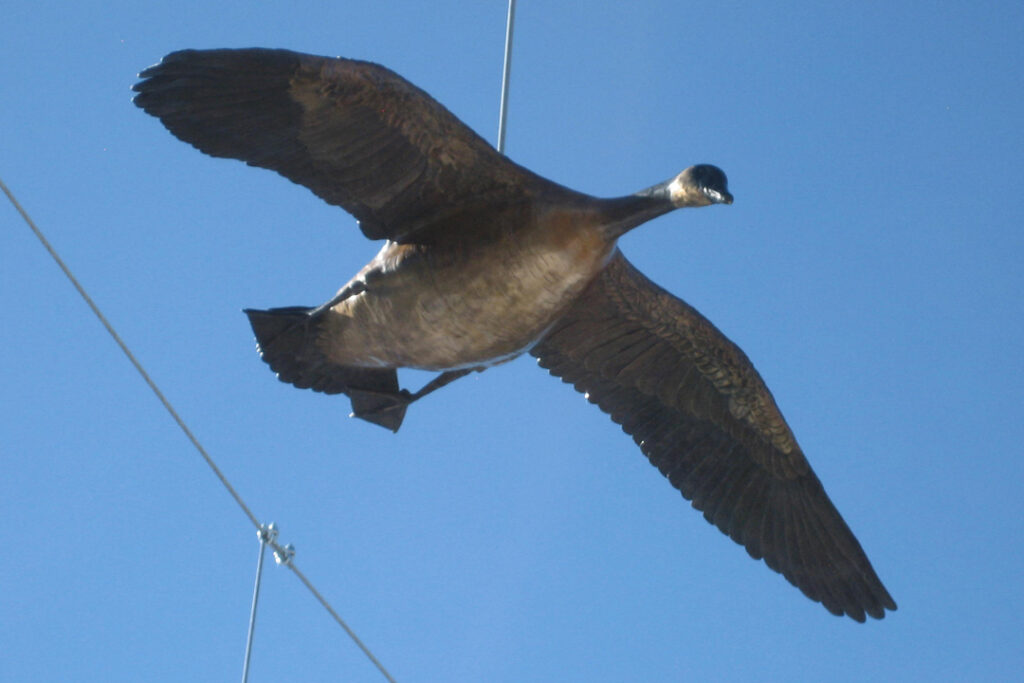 Image 1 for Gathering Place, a close up of one of the Canada Geese in Flight