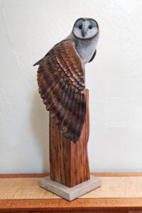 Barn Owl sitting on a Cyprus Beam